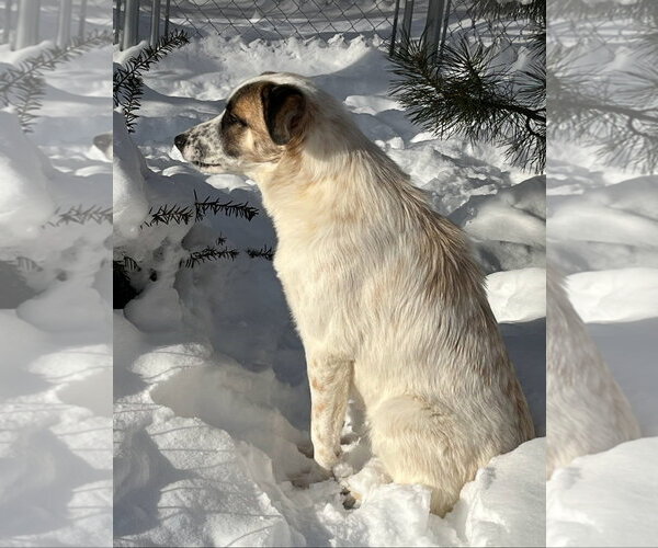 Medium Photo #4 Great Pyrenees Puppy For Sale in Croydon, NH, USA