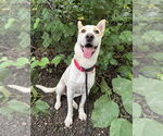 Small #1 Mutt