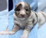 Puppy Indigo Blue Australian Shepherd