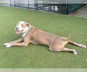 American Pit Bull Terrier Dogs for adoption in Waco, TX, USA