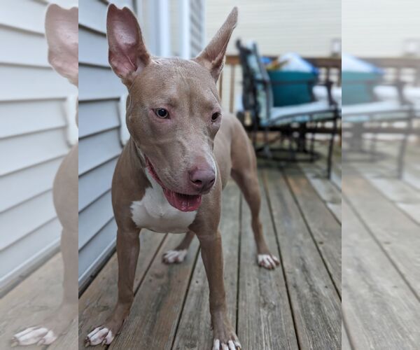 Medium Photo #7 American Staffordshire Terrier-Unknown Mix Puppy For Sale in Holly Springs, NC, USA