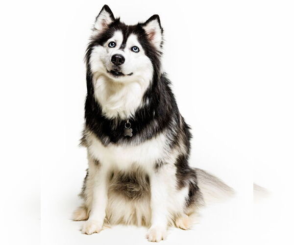Medium Photo #2 - Mix Puppy For Sale in Cary, NC, USA