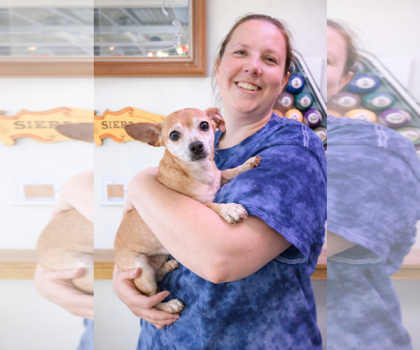 Medium Photo #2 Chihuahua Puppy For Sale in Thomasville, NC, USA