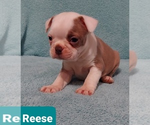 Boston Terrier Puppy for sale in POMEROY, OH, USA