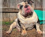 Small Photo #4 Bulldog Puppy For Sale in HOUSTON, TX, USA