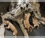 Small #4 Labradoodle