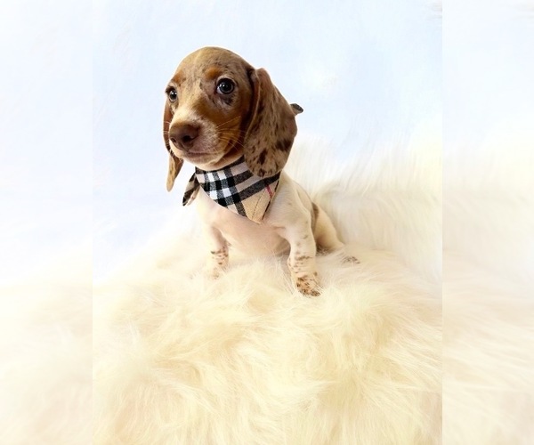 Medium Photo #9 Dachshund Puppy For Sale in DAVIS, CA, USA