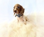 Small #8 Dachshund