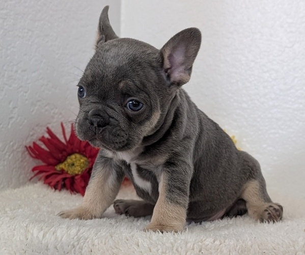 Medium Photo #4 French Bulldog Puppy For Sale in GOSHEN, IN, USA