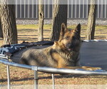 Small Photo #1 Gerberian Shepsky Puppy For Sale in OWEN, WI, USA