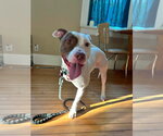 Small #1 Mutt