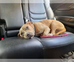 Small #25 American Pit Bull Terrier-Labrador Retriever Mix