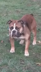 Mother of the Olde English Bulldogge puppies born on 04/05/2018