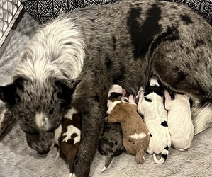 Australian Cattle Dog Litter for sale in ILLINOIS CITY, IL, USA