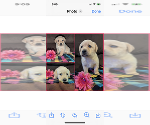 Labrador Retriever Litter for sale in ATWATER, OH, USA