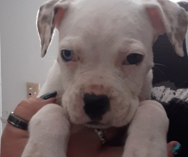 Medium Photo #3 Bullboxer Pit Puppy For Sale in NORTH ROSE, NY, USA