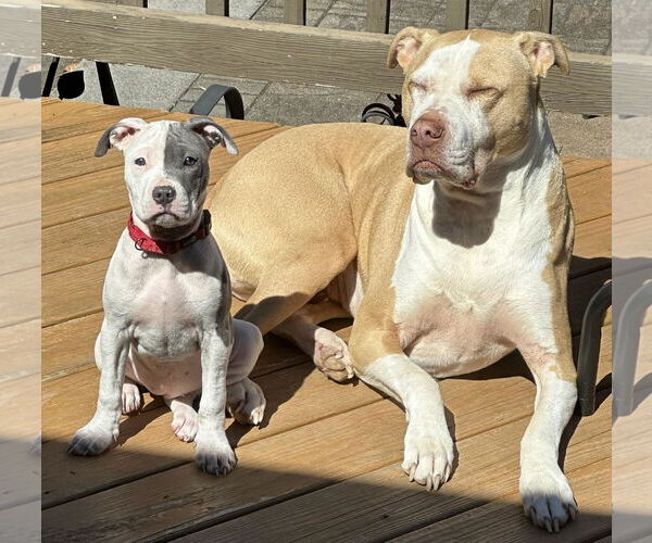 Medium Photo #6 Mutt Puppy For Sale in Spotsylvania, VA, USA