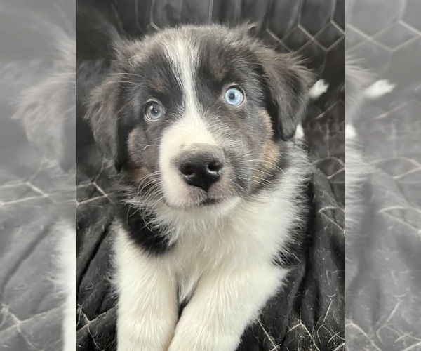 Medium Photo #7 Australian Shepherd Puppy For Sale in MERCER, WI, USA