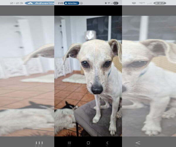 Medium Photo #1 Chihuahua-Unknown Mix Puppy For Sale in NYC, NY, USA