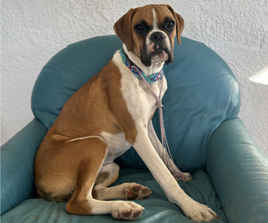 Mother of the Boxer puppies born on 03/29/2025