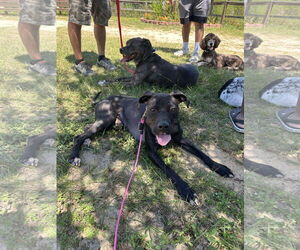 American Pit Bull Terrier-Unknown Mix Dogs for adoption in Catasauqua, PA, USA