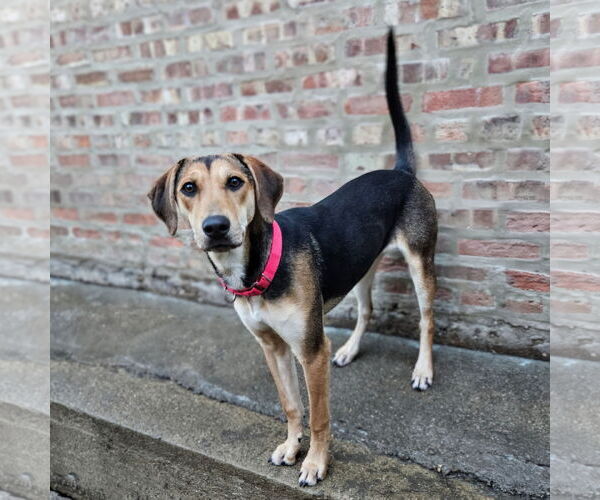 Medium Photo #3 German Shepherd Dog-Unknown Mix Puppy For Sale in Chicago, IL, USA