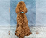 Small Photo #7 Poodle (Toy) Puppy For Sale in WARSAW, IN, USA