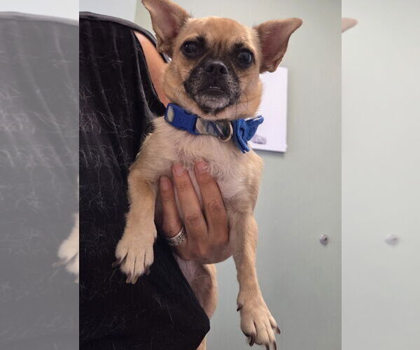 Medium Photo #6 Chug Puppy For Sale in Lake Forest, CA, USA