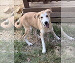 Small #2 Labrador Retriever Mix