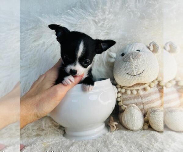Medium Photo #5 Chihuahua Puppy For Sale in TAMPA, FL, USA