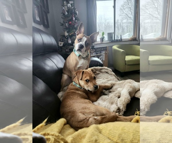 Medium Photo #5 English Mastweiler Puppy For Sale in Oro Medonte, Ontario, Canada