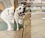 Small #3 Great Pyrenees