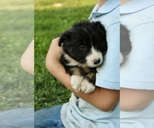 Border Collie-Miniature Australian Shepherd Mix Puppy for sale in MYERSTOWN, PA, USA