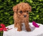 Puppy Nico Poodle (Toy)