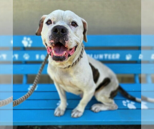 Medium Photo #2 Mutt Puppy For Sale in Long Beach, CA, USA