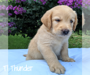 Labradoodle-Poodle (Standard) Mix Puppy for sale in LINDEN, TN, USA