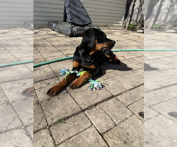 Medium Photo #1 Rottweiler Puppy For Sale in RACINE, WI, USA
