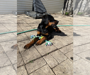 Rottweiler Puppy for Sale in RACINE, Wisconsin USA