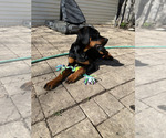 Small Rottweiler
