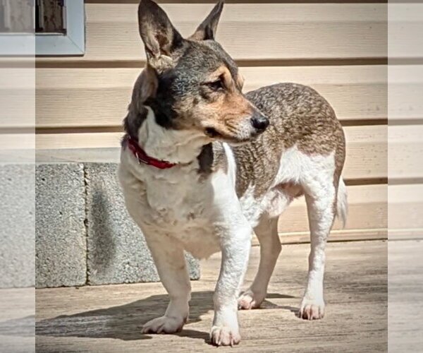 Medium Photo #4 Rat Terrier Puppy For Sale in Atlanta, GA, USA