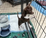 Small Photo #1 Chihuahua Puppy For Sale in TOMBALL, TX, USA