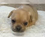 Small Photo #17 American Bullnese-French Bulldog Mix Puppy For Sale in DISCOVERY BAY, CA, USA
