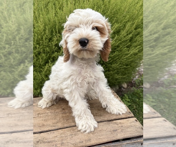 Medium Photo #4 Cockapoo (Miniature) Puppy For Sale in MIDDLEBURY, IN, USA