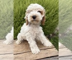 Small #3 Cockapoo (Miniature)