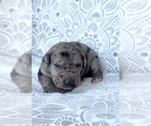 Great Dane Puppy for sale in MARSHVILLE, NC, USA