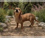Small #3 Dachshund Mix