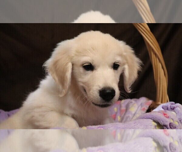 Medium Photo #4 English Cream Golden Retriever Puppy For Sale in LANCASTER, WI, USA