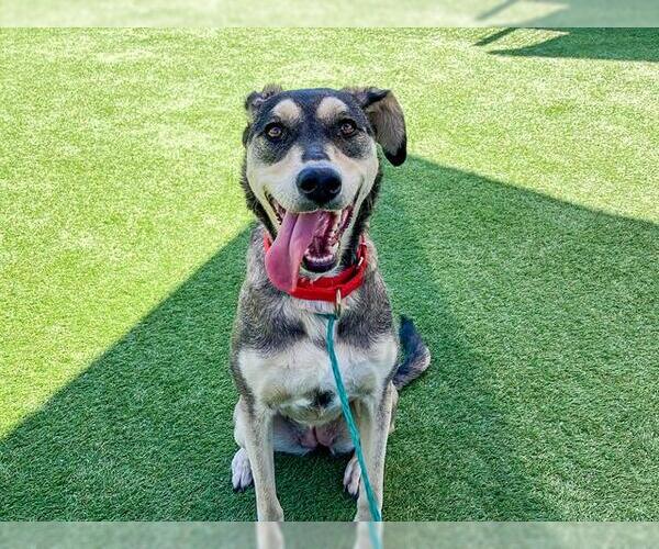 Medium Photo #1 Labrador Retriever-Siberian Husky Mix Puppy For Sale in Orange, CA, USA
