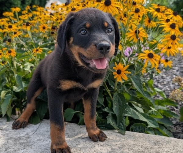 Medium Photo #13 Rottweiler Puppy For Sale in GOSHEN, IN, USA