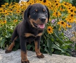 Small #12 Rottweiler